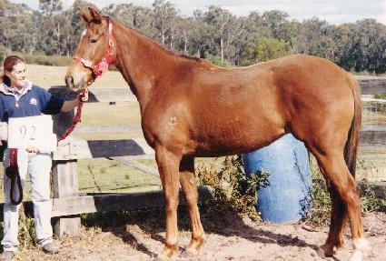 ������ ����