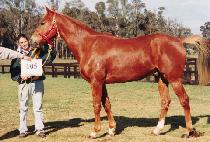 ����Ʈ���̾Ƹ�� (PERFECT DIAMOND) ����