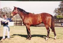 �Ƚ��� (FIXTURE) ����