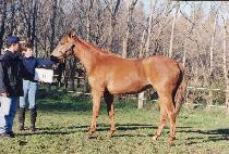 ��õ (SEOKCHEON) ����