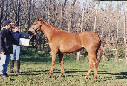 ��õ ����