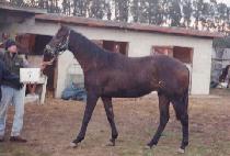 �ҹ��� (BULBEOPSEUNG) ����