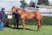 ��Ʈ��� (VINTNER��S LUCK) ����