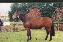 �������� (SURGEORE) ����