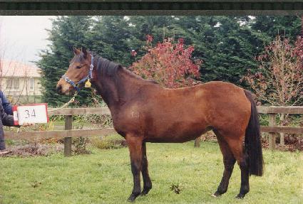 �������� ����