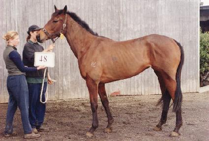 �ػ�Ʈ ����