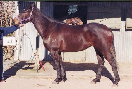 �����÷��� ����