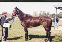 �������Ƿ��� (WAIPIPI RED) ����