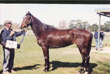 �������Ƿ��� ����