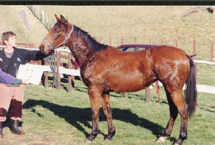 Ź�� ����