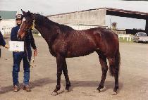 Į�����÷��� (COLLEGE COLOURS) ����