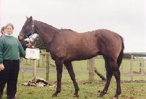 �ڳ�ī��̾� (CONNOR KARAMEA) ����