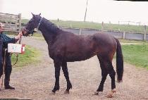 ���̵��� (LADY QUEEN) ����