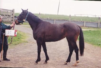 ���̵��� ����