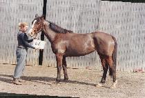 ���� (JEOPJEON) ����