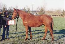 ������ (GOSEURAK) ����