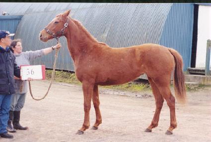 ������ ����