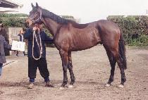 ��Ÿ�� (MARTARA) ����