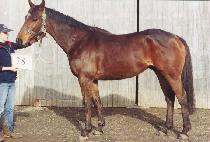 ���̱� (LONE EAGLE) ����