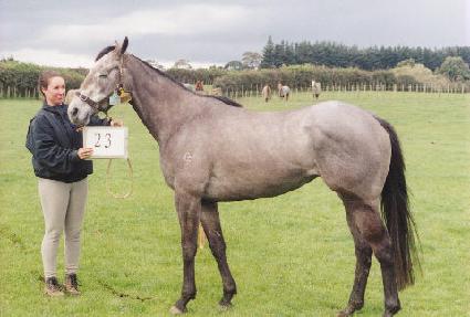 �ǹ���ŰŸ ����