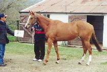 ����Ѷ� (BAEKTU HALLA) ����