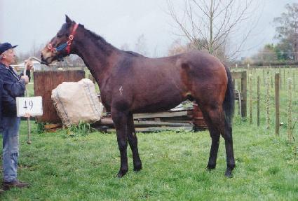 ��� ����