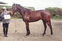 ��� (SSONSAL) ����