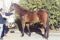 �������� (MAPAN JEONSEOL) ����