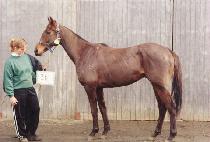 �۷θ���Ƽ�� (GLORIA TIBI) ����