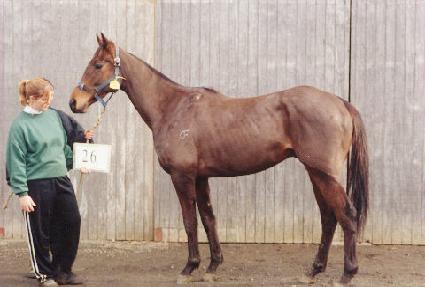 �۷θ���Ƽ�� ����