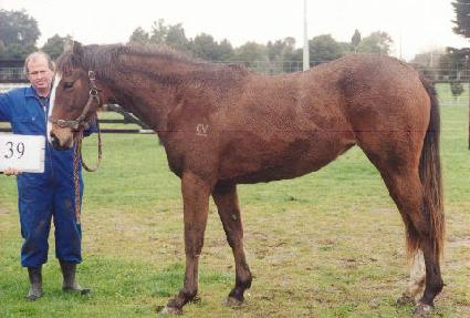 ��Ƽ�������� ����