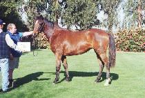 ��Ұ� (YONGSOGOL) ����