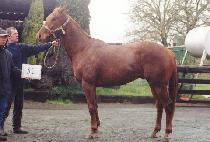 ��ȣ�� (DAEHOGUN) ����