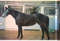 SASANG CHOEGO picture