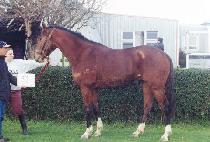 �ο� (BOOM) ����