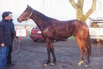 �þƷ� (CIA RAN) ����