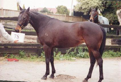 ���� ����