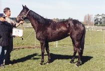 ���̵��ڷ���ī (LADY ZARESKA) ����