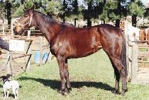 ���� (CHEVY BELLE) ����