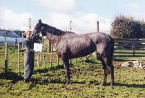 ���� (SERA) ����