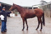 ������ (COHIBA) ����