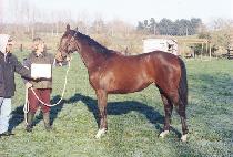 �ظ�� (ENMODE) ����