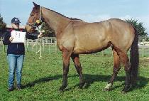 ��彺�ǵ� (GOLD SPEED) ����