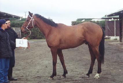 �����ο��̺� ����