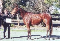 �����罺���̺� (THE BLUES BABY) ����