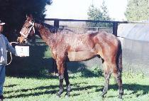 �и���帲�� (MILLION DREAMS) ����