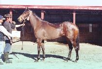 ����Ű�� (WHIZ KID) ����