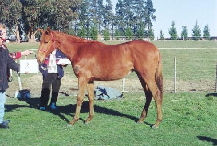 ��� ����