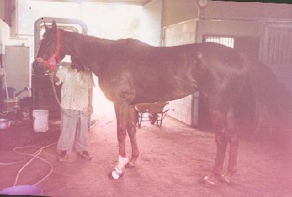 ��Ƽ�׶󽺵����� ����