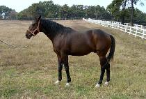 THE GROOM IS RED picture